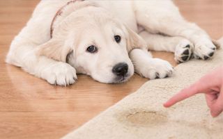 Pet Stain Odor Removal
